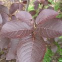 Prunus virginiana 'Shubert'